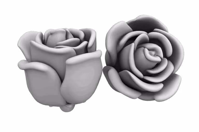 Rosa bianca - Foto Digital